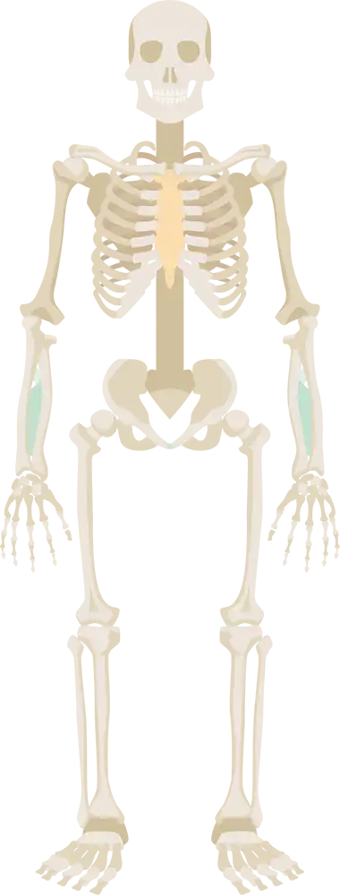 代表的な腰痛・肩こりから自律神経失調症、産後の不調、免疫疾患まで